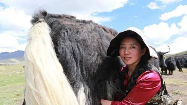 正在挤牛奶的美朵在那曲市嘉黎县,不管在是在农区还是牧区,民族的融合