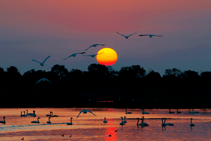 夕阳芦苇飞鸟图片图片