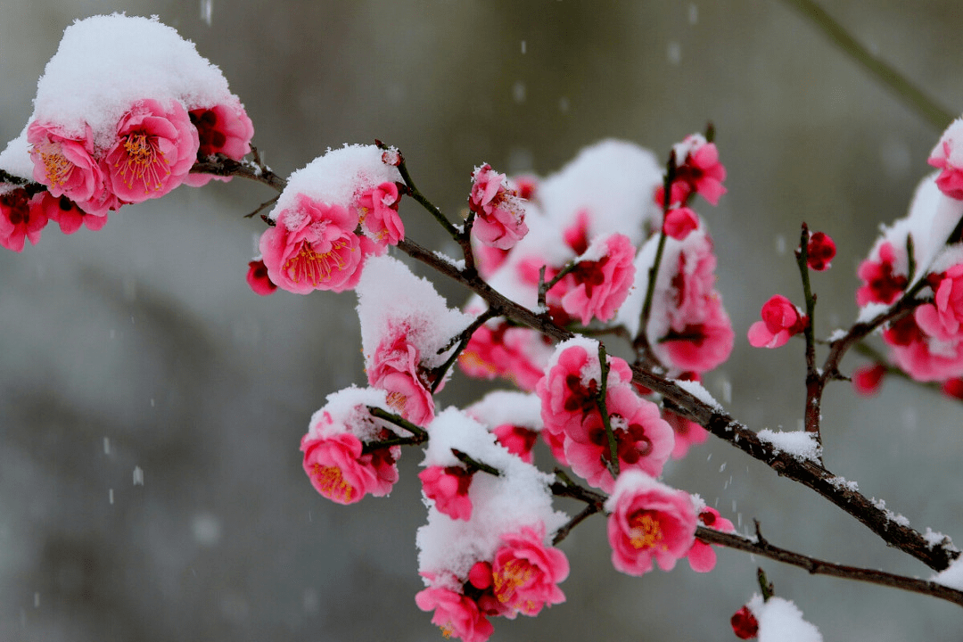 特别策划 | 诗意节气 · 大雪_雪花_梅花须_丰年