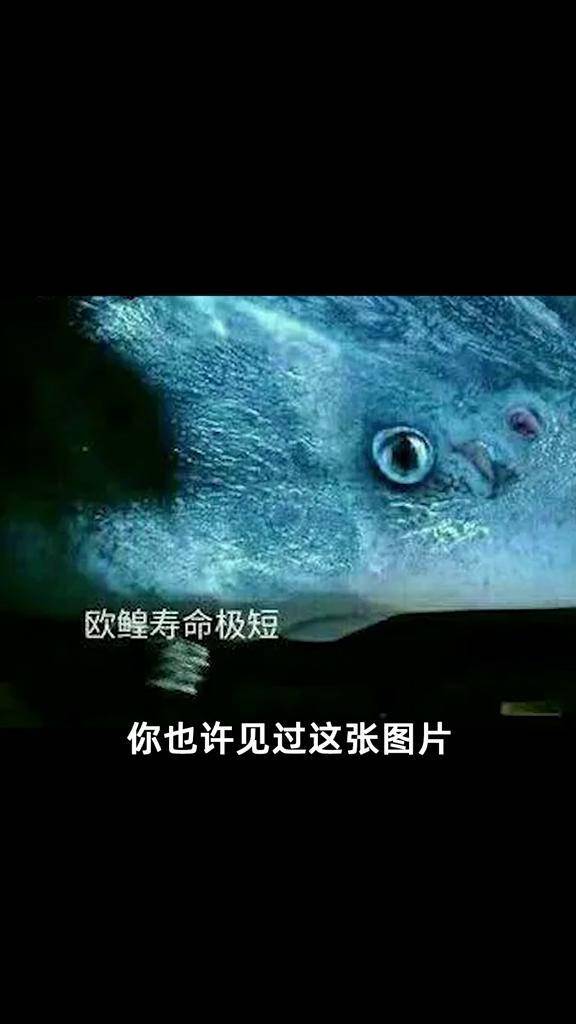 欧鳇寿命极短梗百科 杂谈
