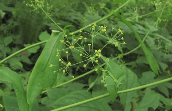 中药山菜子图片及功效图片