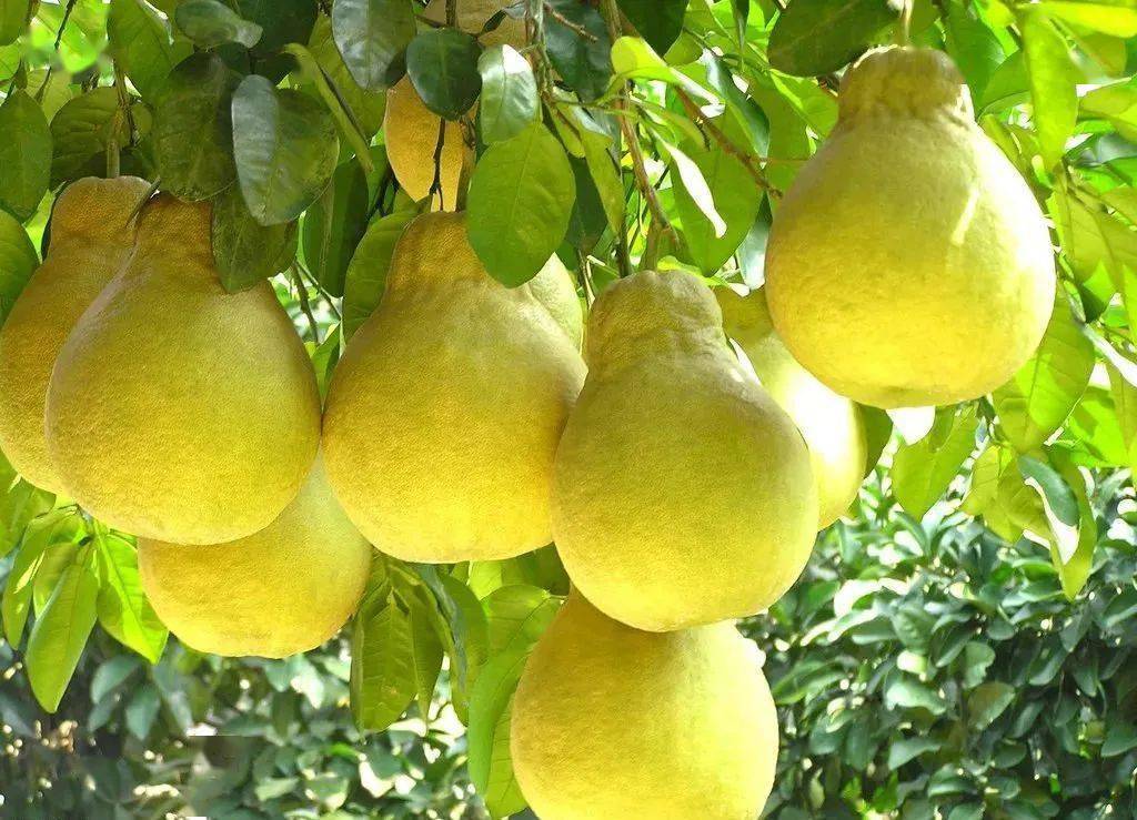 正宗长坝沙田柚(地标品控果)来啦!