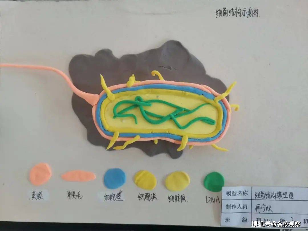 第二届生物学模型建构大赛,双中学子以独特形式精彩呈现!