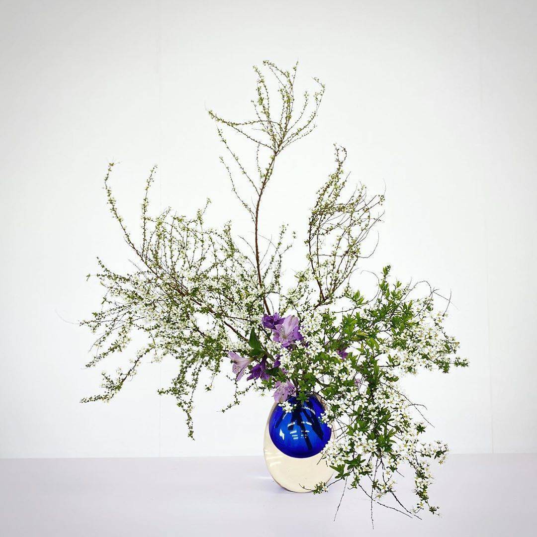 雪柳|如雪似柳,美的可以原谅它所有缺点_线条_插花_枝条