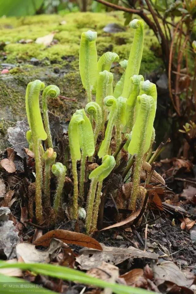 英国著名"四季花园"的绝美风景_时间_一生_garden
