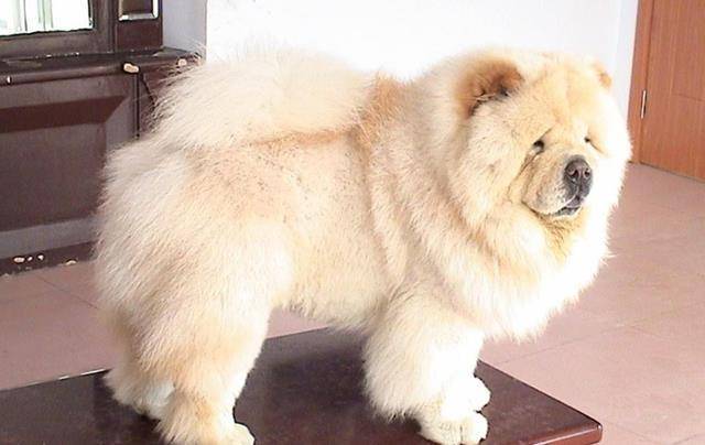长毛的狗狗,分别都有哪些品种呢?_萨摩耶_金毛犬_动物
