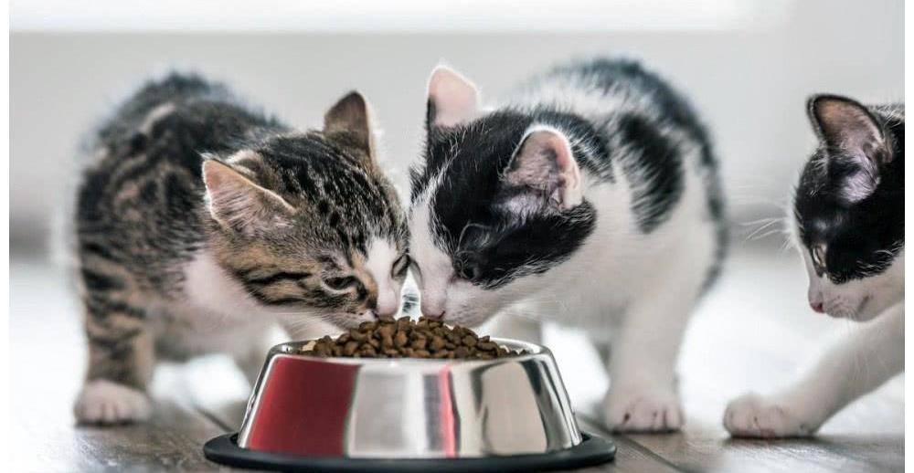 猫呕吐拉稀不吃东西怎么办？