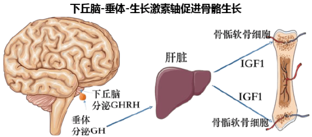 孩子晚睡会影响身高吗？有这种情况确实要注意