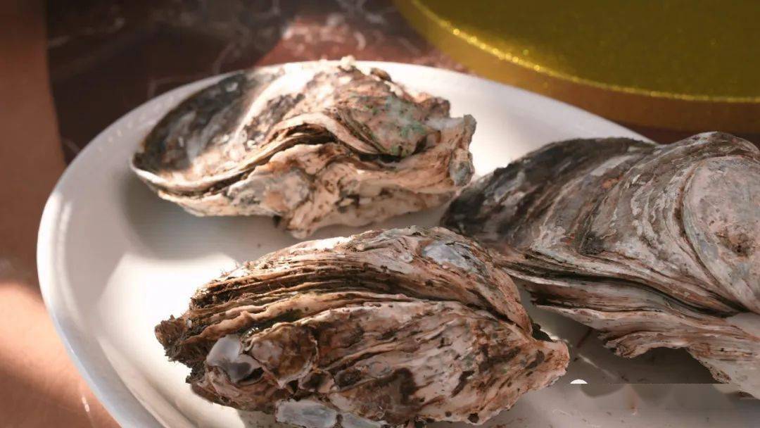 广东名嘴郑达阳西采风盛赞程村蚝:男人加油站,女人美容院!食多d,你知