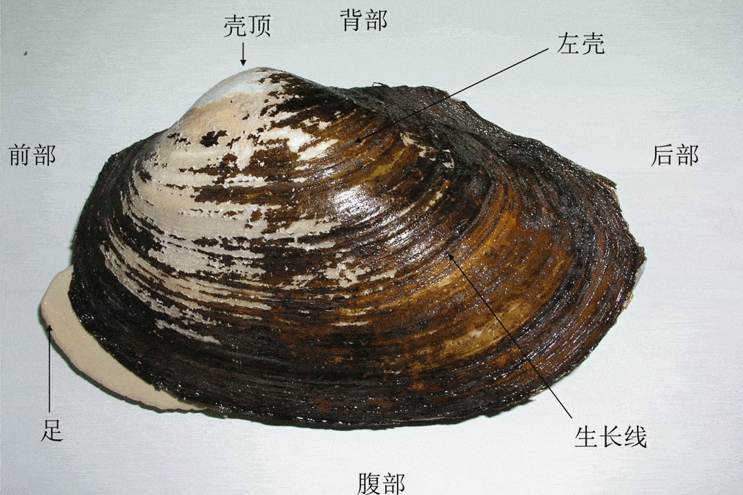 孩子们不仅能知道珍珠是如何形成的,——开贝采珠.