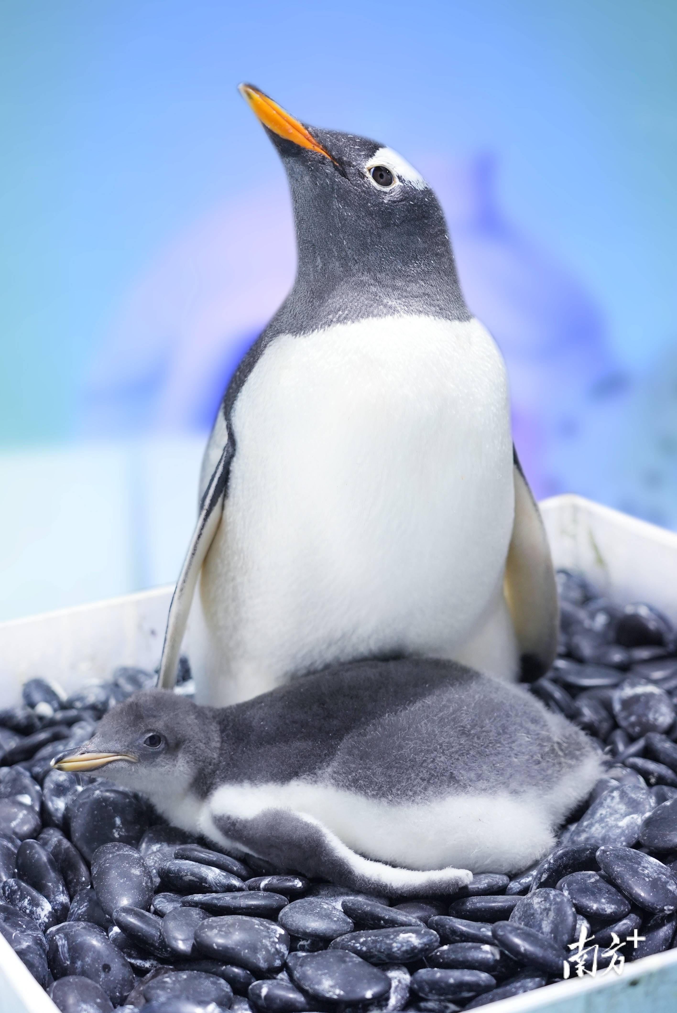 广州首次成功繁育三只南极企鹅满月_巴布亚_环境_世界