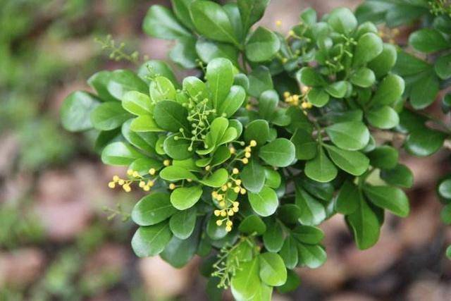 鱼子_不知道_作用