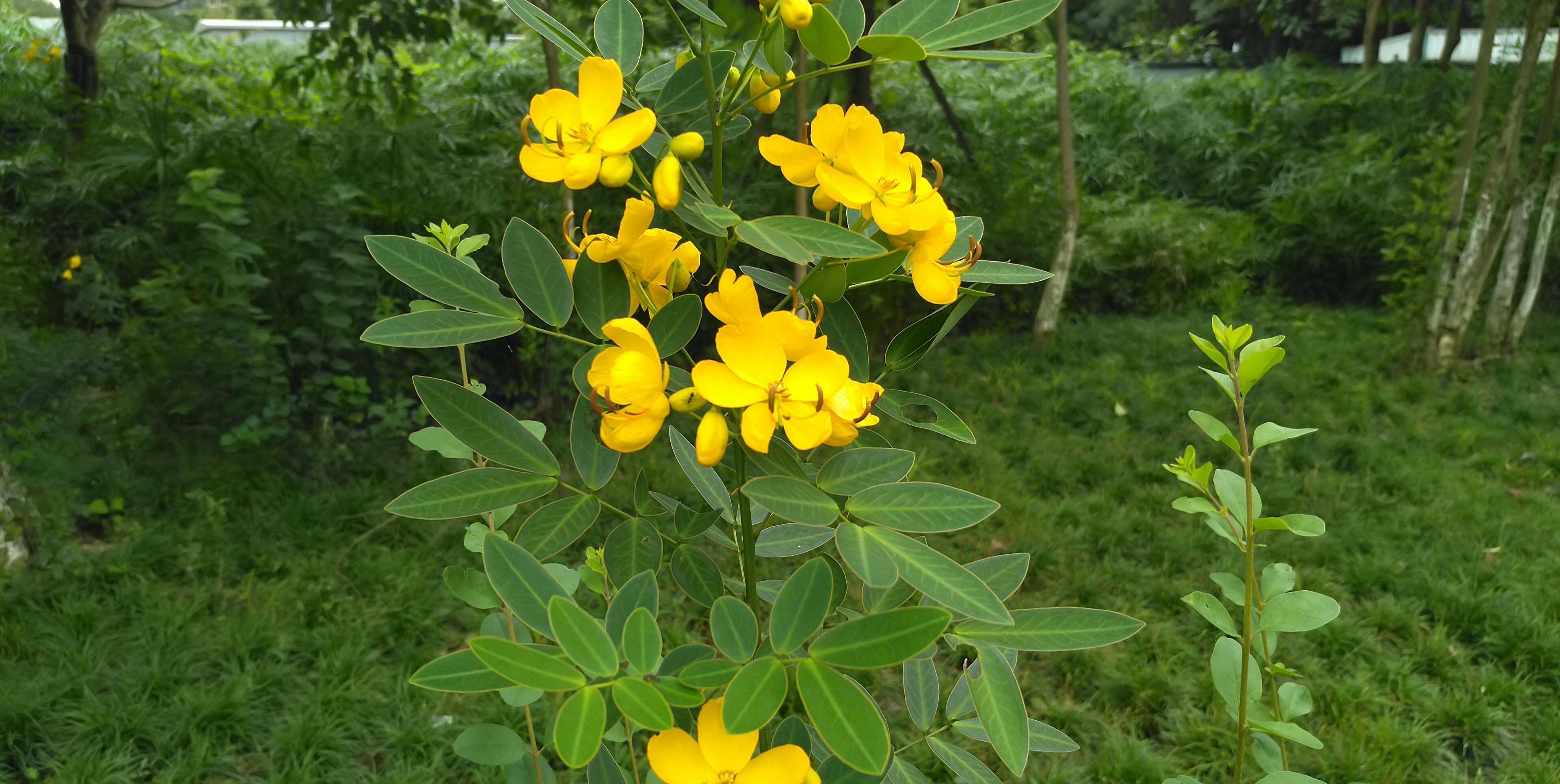 雙莢決明花美哉!滿樹金黃翠葉隨,花嬌芳馥莢果垂_黃色_栽培_臘腸