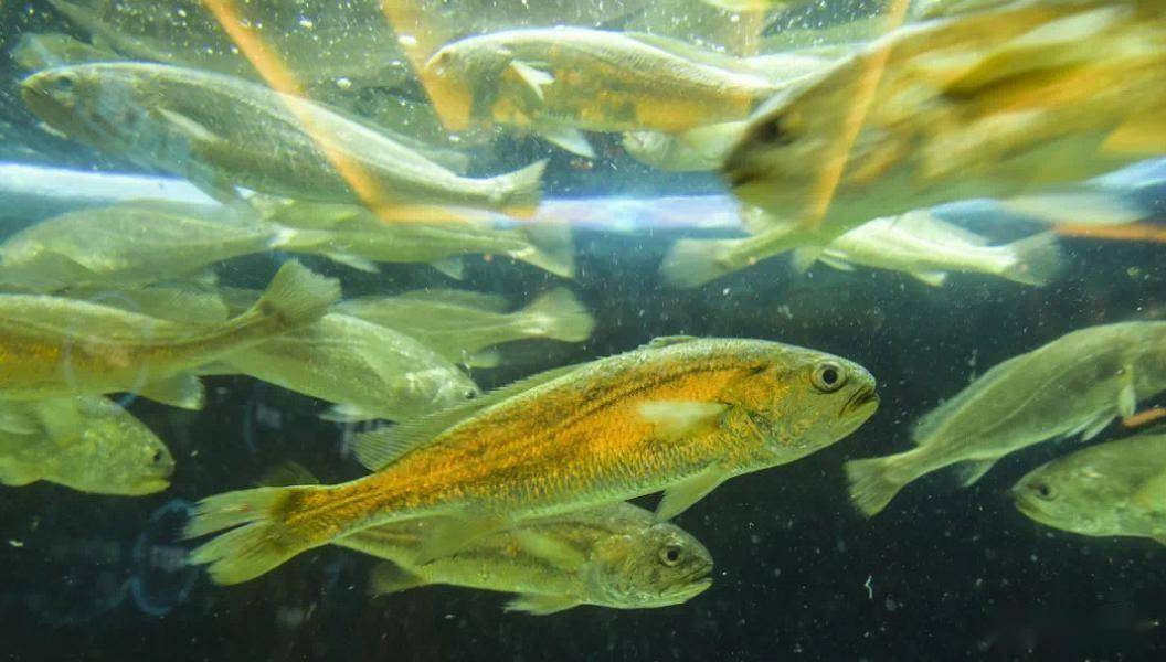 小黄鱼的大患:专家研究70多年,中国受益最大,鱼群却出现危机?