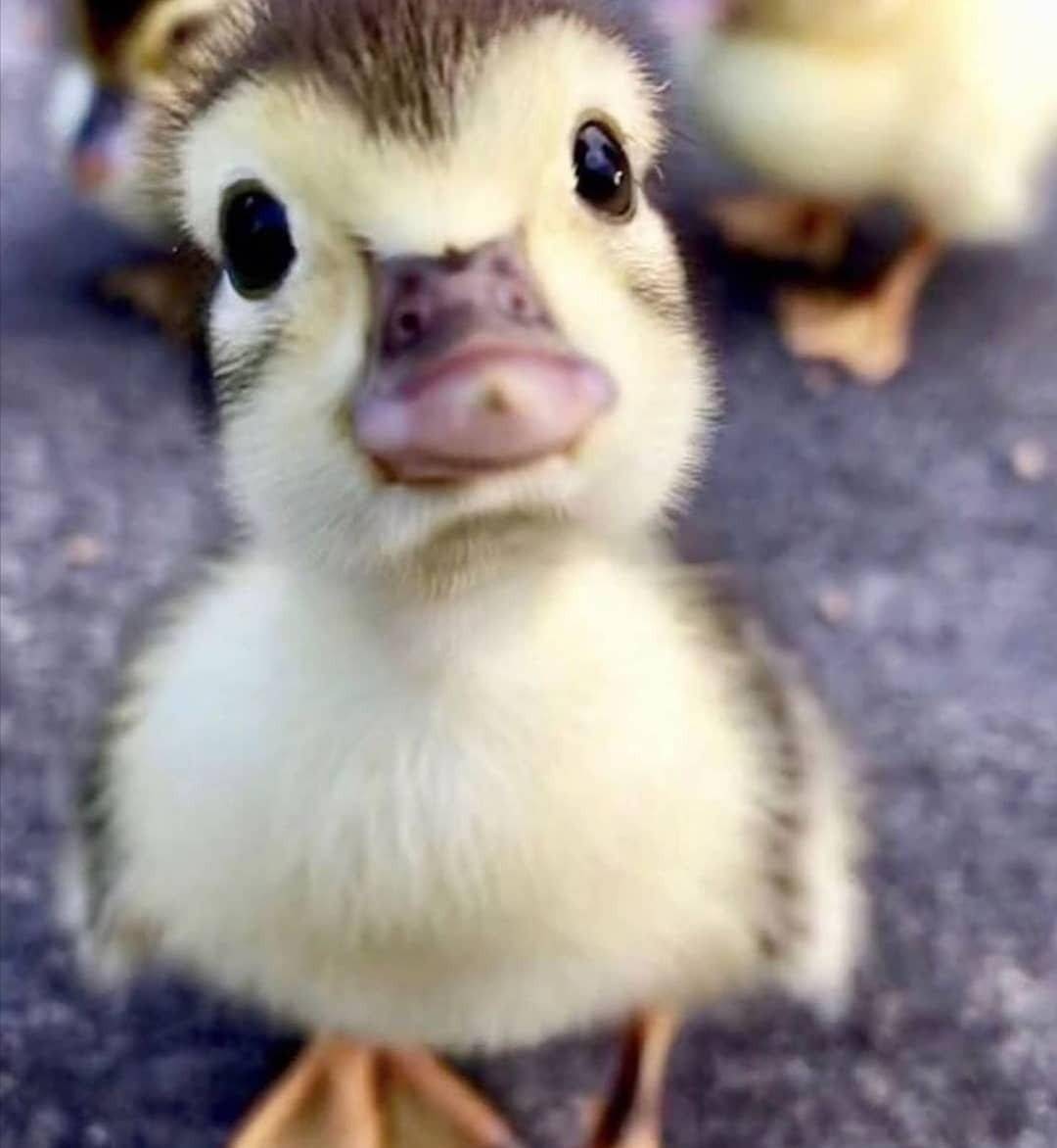小鸭子跺脚表情包图片