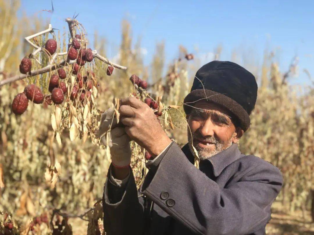 产地食材 ▎新疆带灰原枣,树上自然吊干,口感新鲜细腻,鲜甜如初