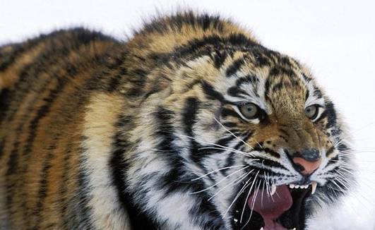 形意门绝学虎豹雷音:原传本没有"虎豹雷音"_肌肉_训练_状态