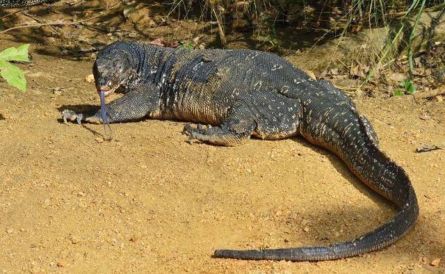 24種大型動物就滅絕了23種,其中包括袋獅,巨袋鼠,袋犀,雙門齒獸,古