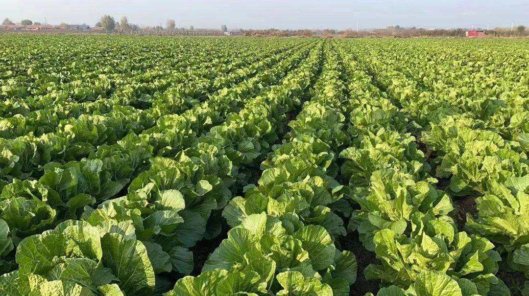 暖心冬日 | 睿海物业携手业主,爱心助农胶州大白菜_服务_蔬菜_配送