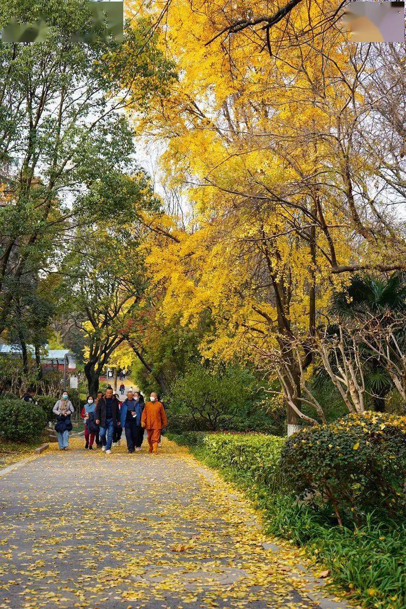 行旅南京 | 又是一年金黄时