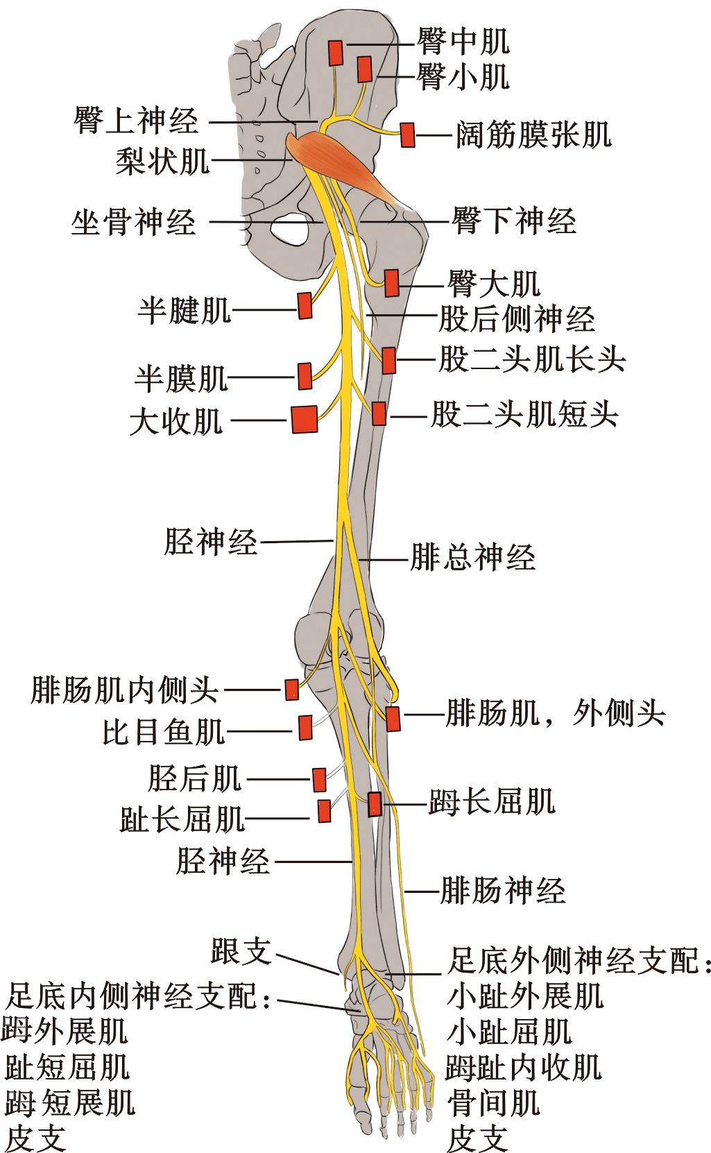 扁平足相關解剖,評估及其與髖的關係_肌肉_運動_膝關節