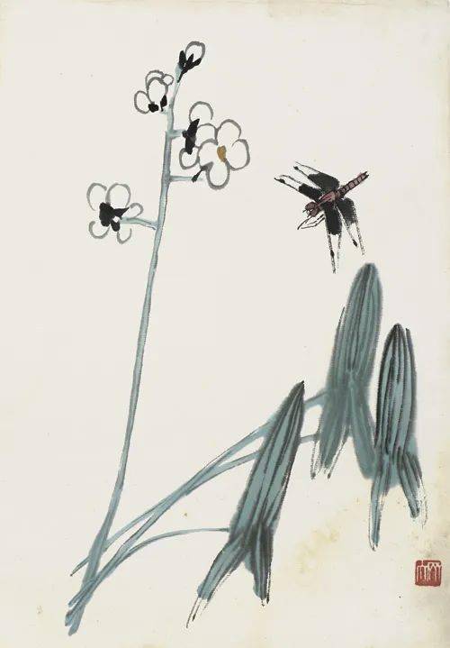 齐白石笔下的慈姑_白莲_清代_交流