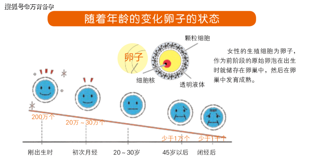 卵泡多少个为正常范围图片