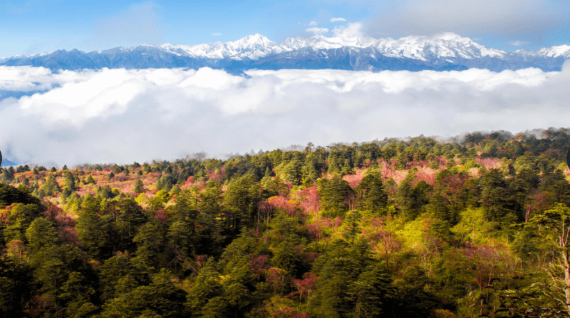 王岗坪景区海拔图片