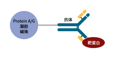 全新ip/co-ip系列,简便易操作,高效助力实验_抗体_蛋白质_凝胶