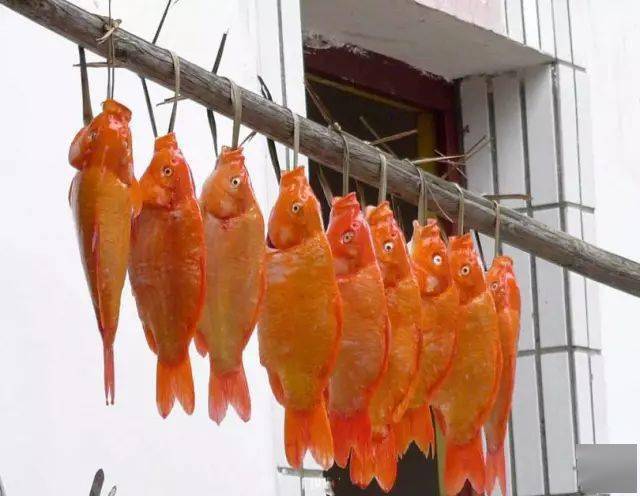 一条14斤的肥硕荷包大鲤,曾被誉为"人间天物"_鲤鱼_婺源_传奇色彩