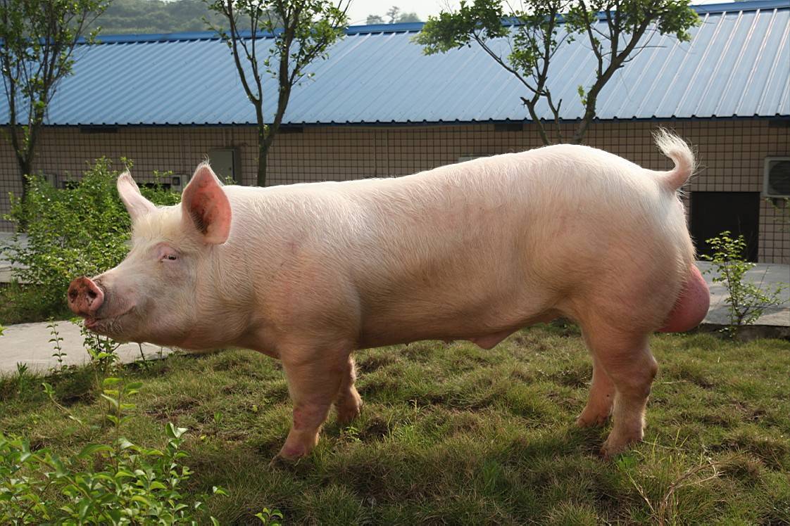 需要養一隻種公豬嗎?看完就知道了_養殖_飼料_保健