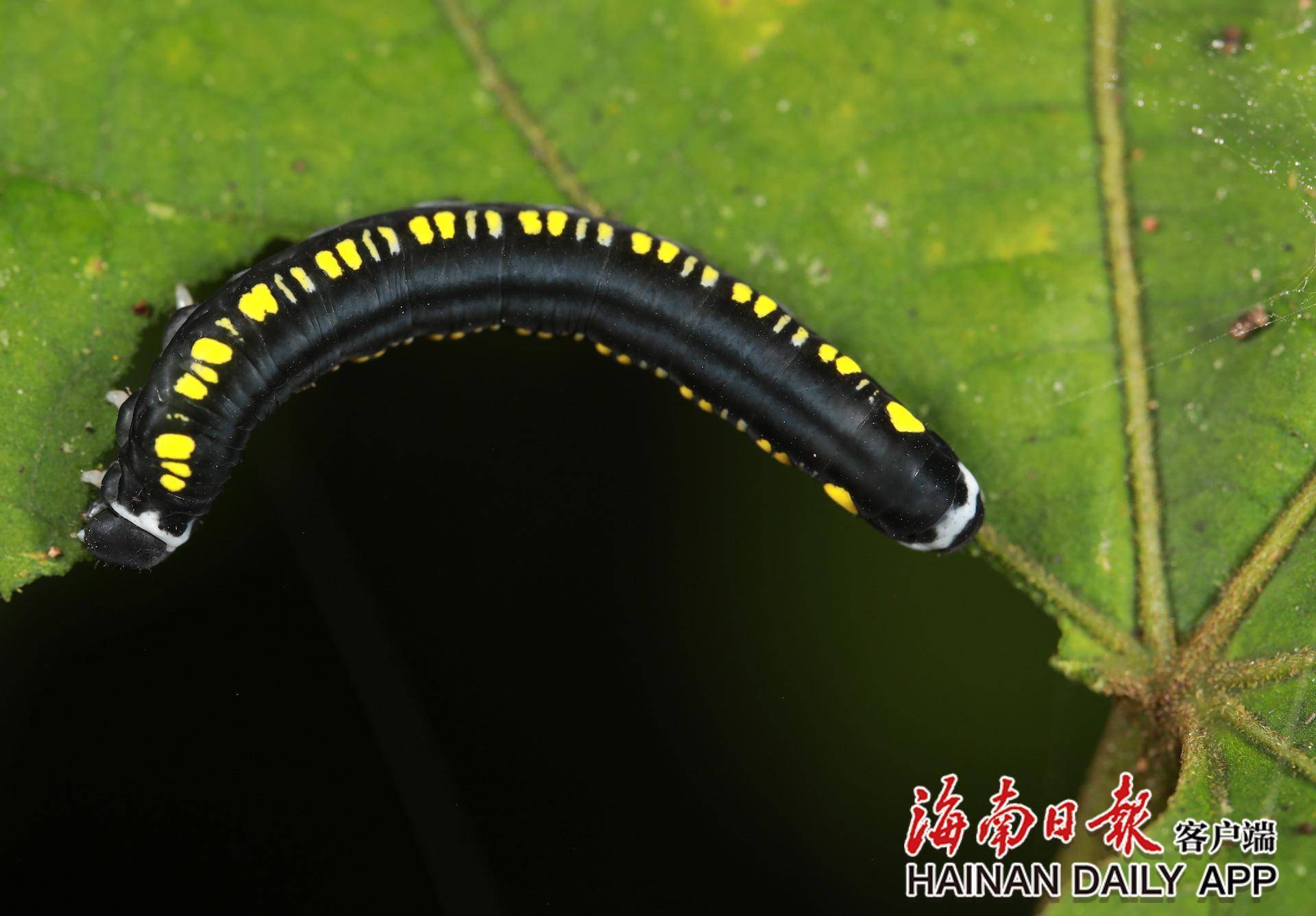 探海南热带雨林生物多样性之美