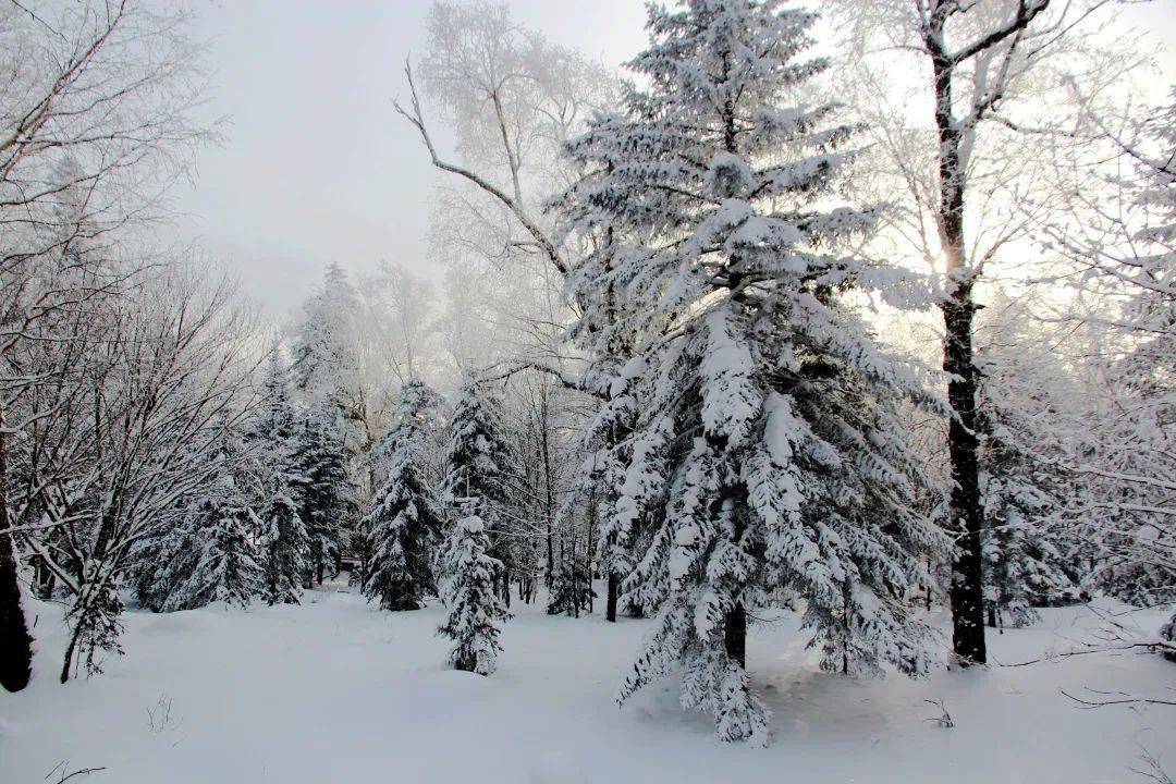 雪地里的白桦林图片