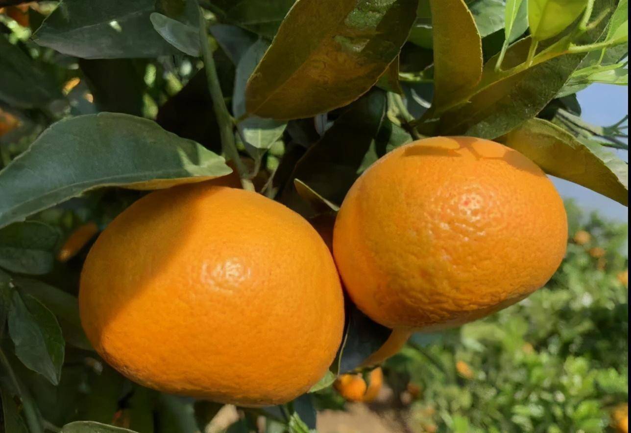 全国宽皮柑橘类品种大盘点,让你知道平时吃的啥品种的柑橘