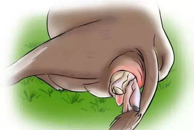 手把手教你分辨母牛是否要分娩?_子宫_牛犊_胚胎