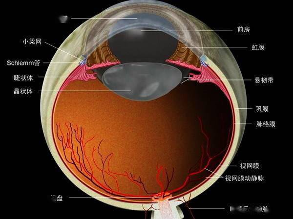 眼睛的淚道解剖圖9.眼眶腺體解剖圖10.角膜的組