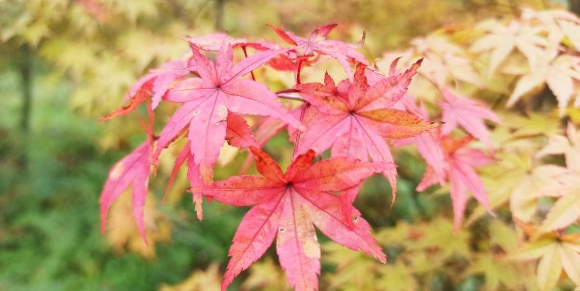 红枫树种植方法视频