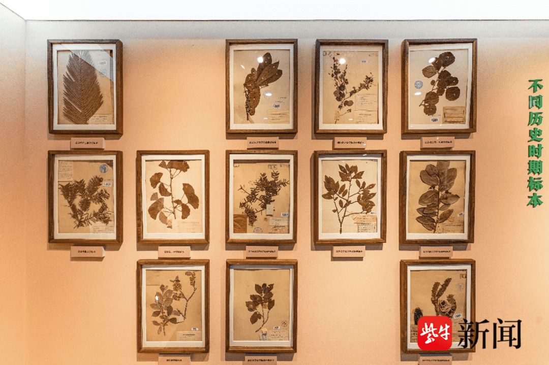 打卡南京林业大学树木标本馆:20余万件藏品展现生命自然之美_标本室_历史_中国