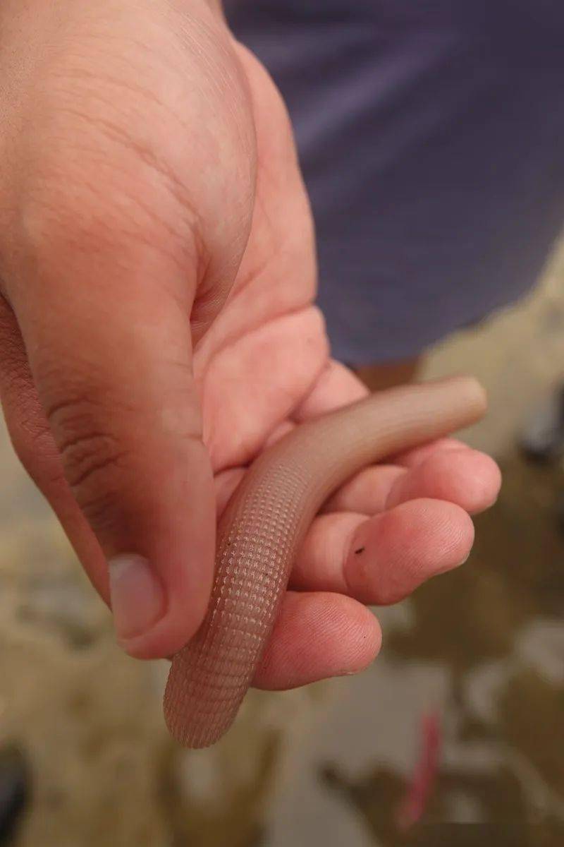 沙蚕,右边那只三趾滨鹬不晓得正在拉扯的是不是沙蚕?