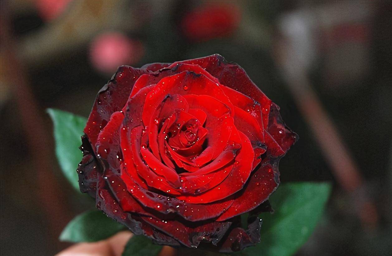 最低调的奢华,是神秘,高贵的黑色月季,代表着忠诚又温柔的爱_cm_缺点