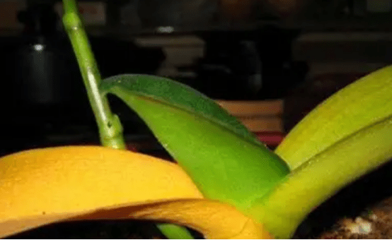 蝴蝶兰叶子发黄是什么原因?