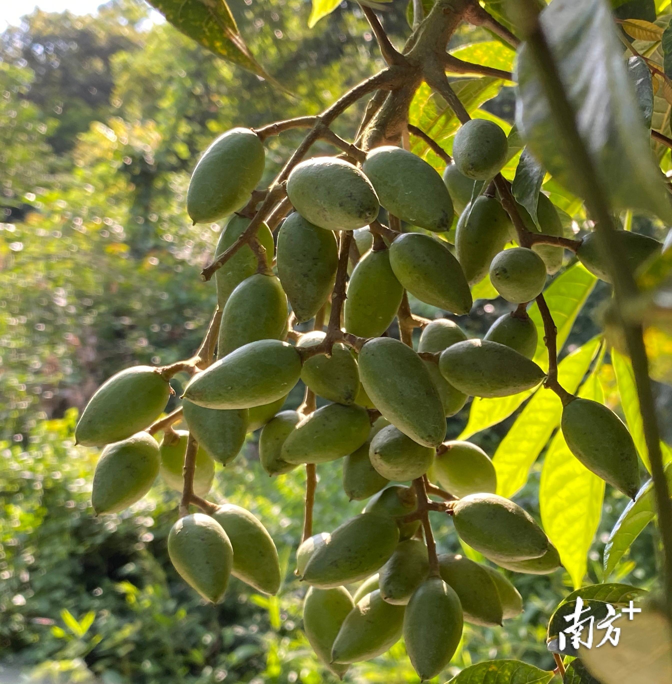南方特稿丨小橄榄大突围_文祠镇_种植_翁伟州