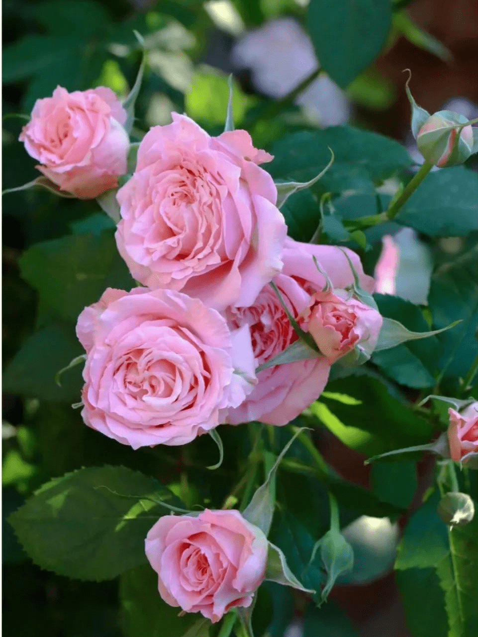 每天，都是生命中最美好的一天_搜狐网