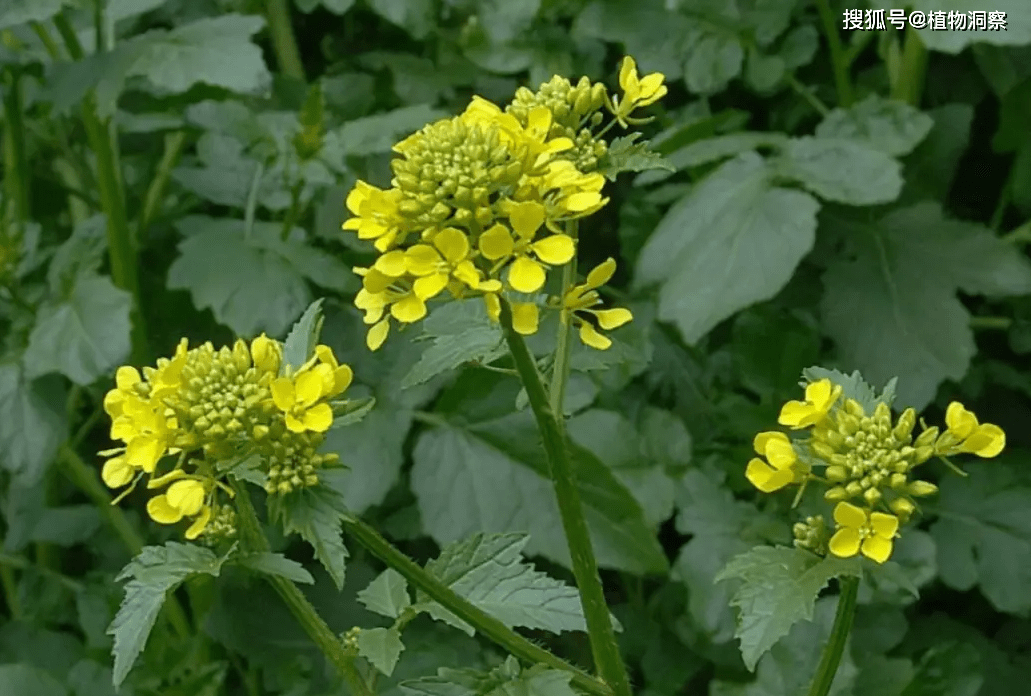 芥子_白色_的作用