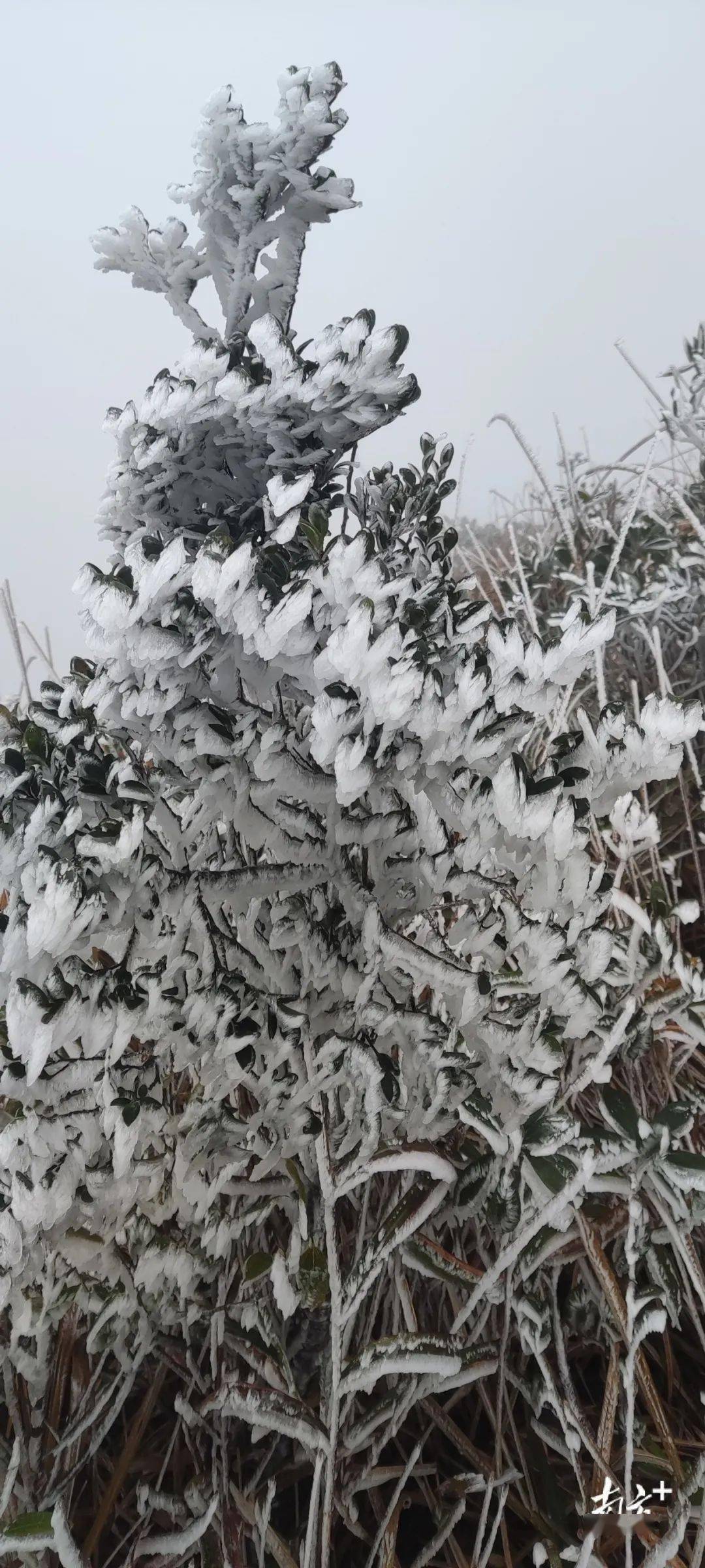 看雪啦，韶关“下雪”啦！广东多地现“雪树银花”