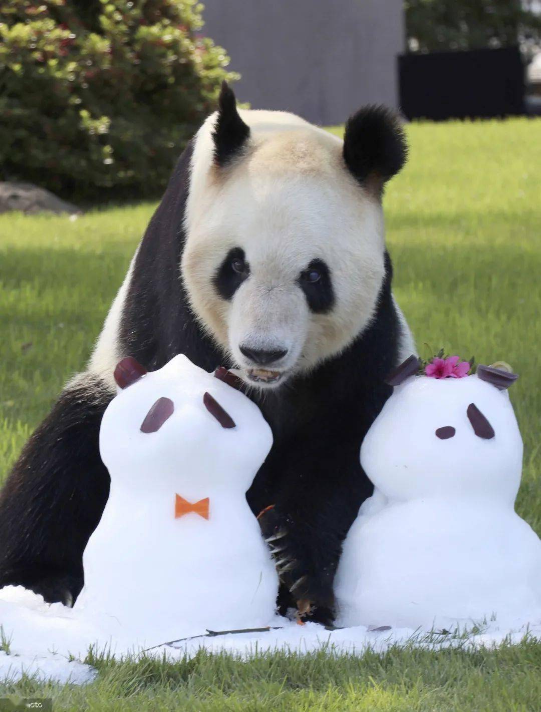 大熊猫"永明"被任命为"中日友好特使"_panda_giant_on