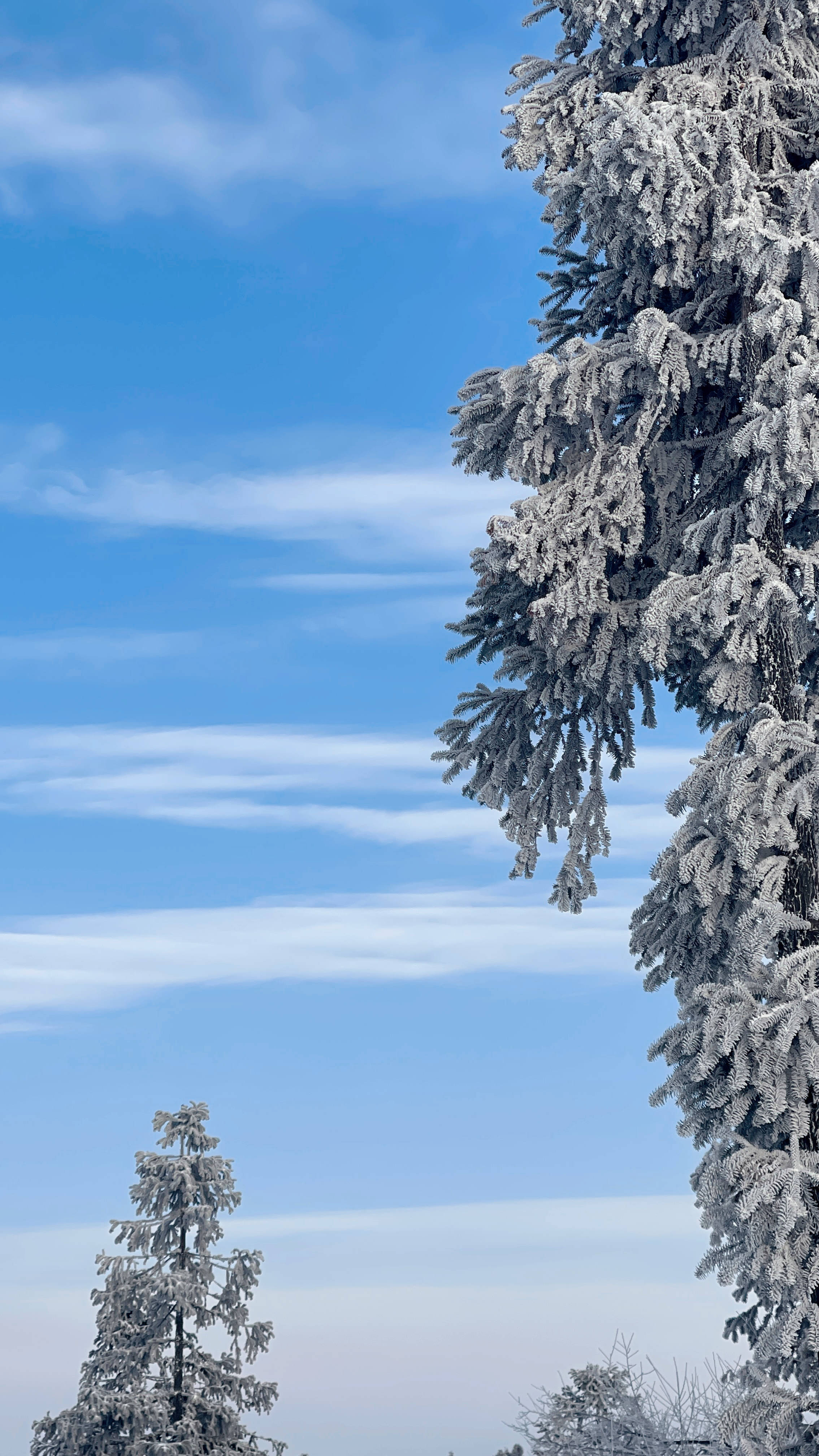 仙女山迎雪后初霁