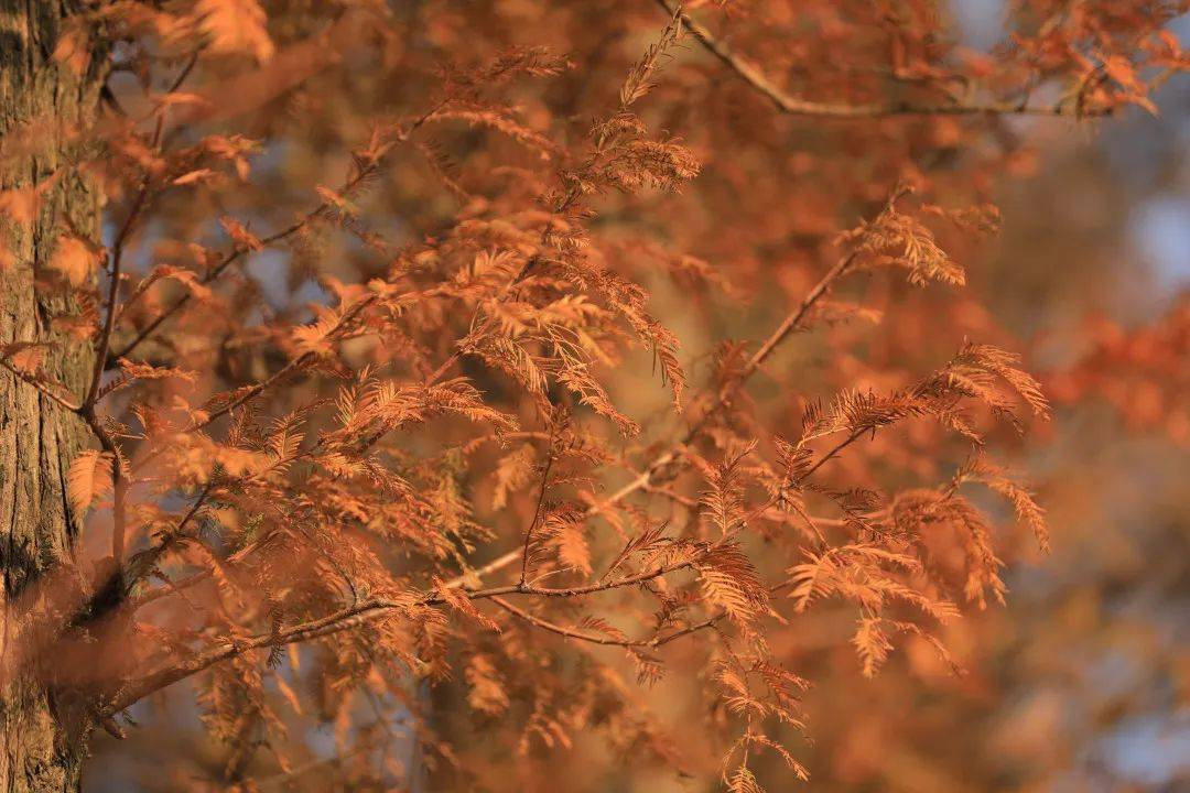 紅葉翩翩!望城又一片杉樹紅了!_道路_大自然_水杉