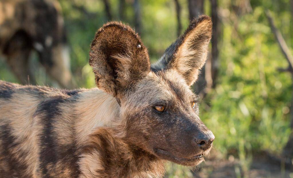 一只非洲野狗和胡狼组成狩猎联盟,还抢着当胡狼幼崽的干妈_索罗_鬣狗