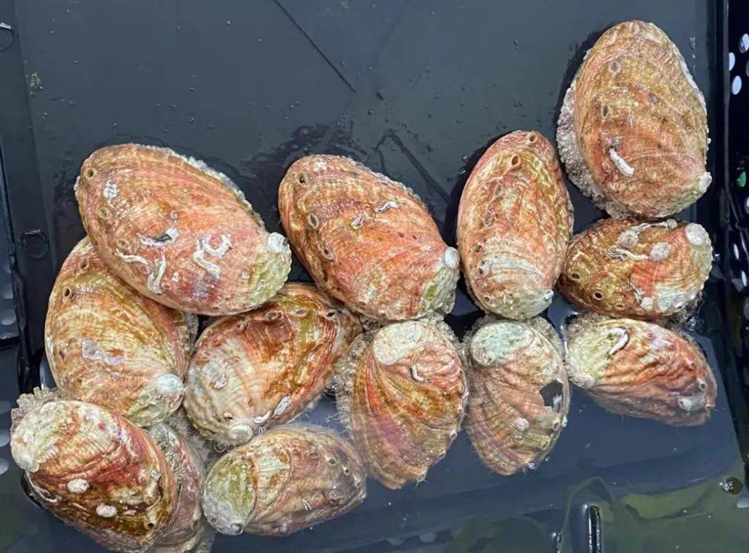 北上"避暑"之旅也就有了鲍鱼适宜鲍鱼生长北方夏季水温在22℃左右且